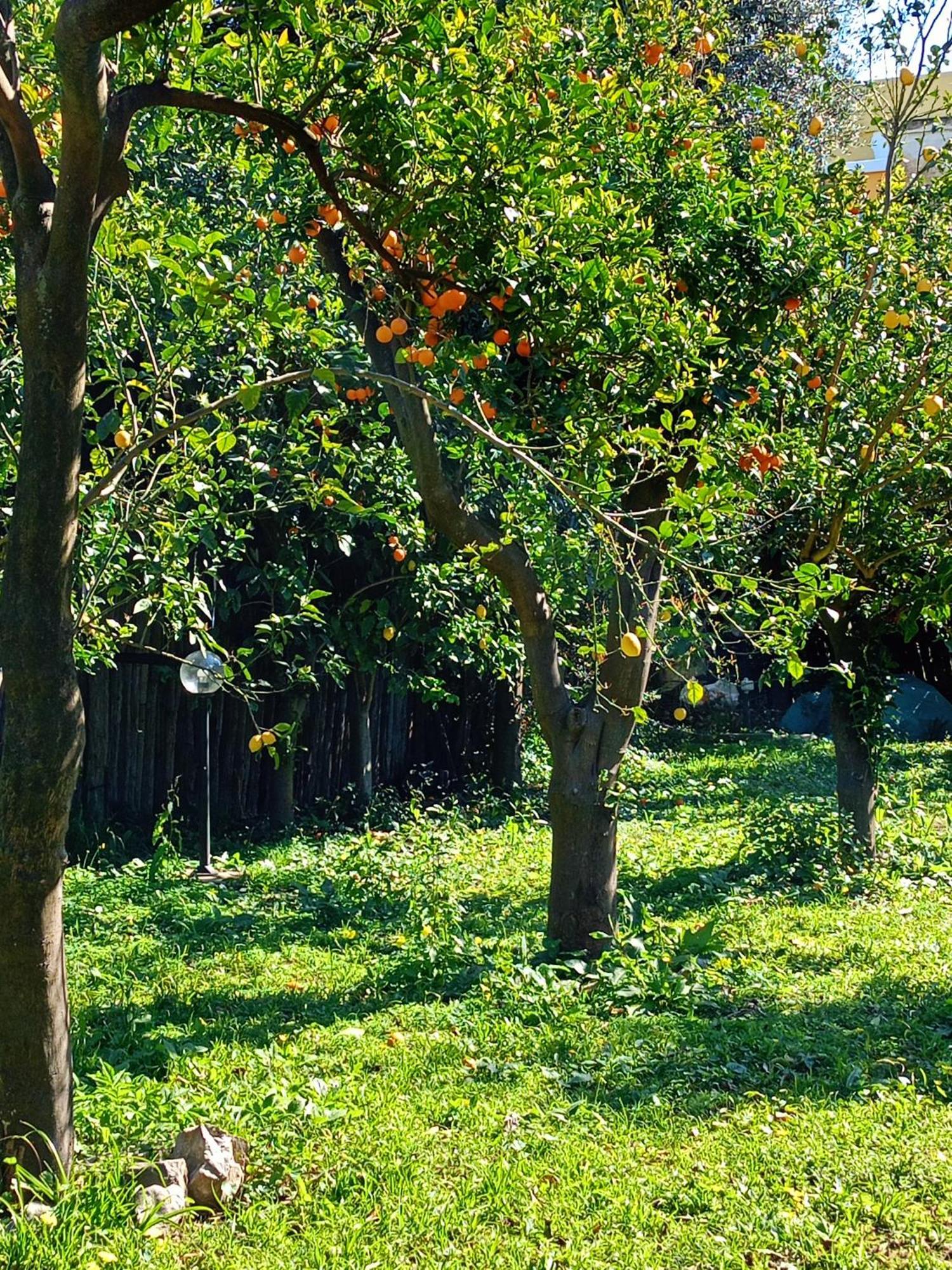 Villino L'Aranceto Sorrentino Bed & Breakfast Мета Екстериор снимка