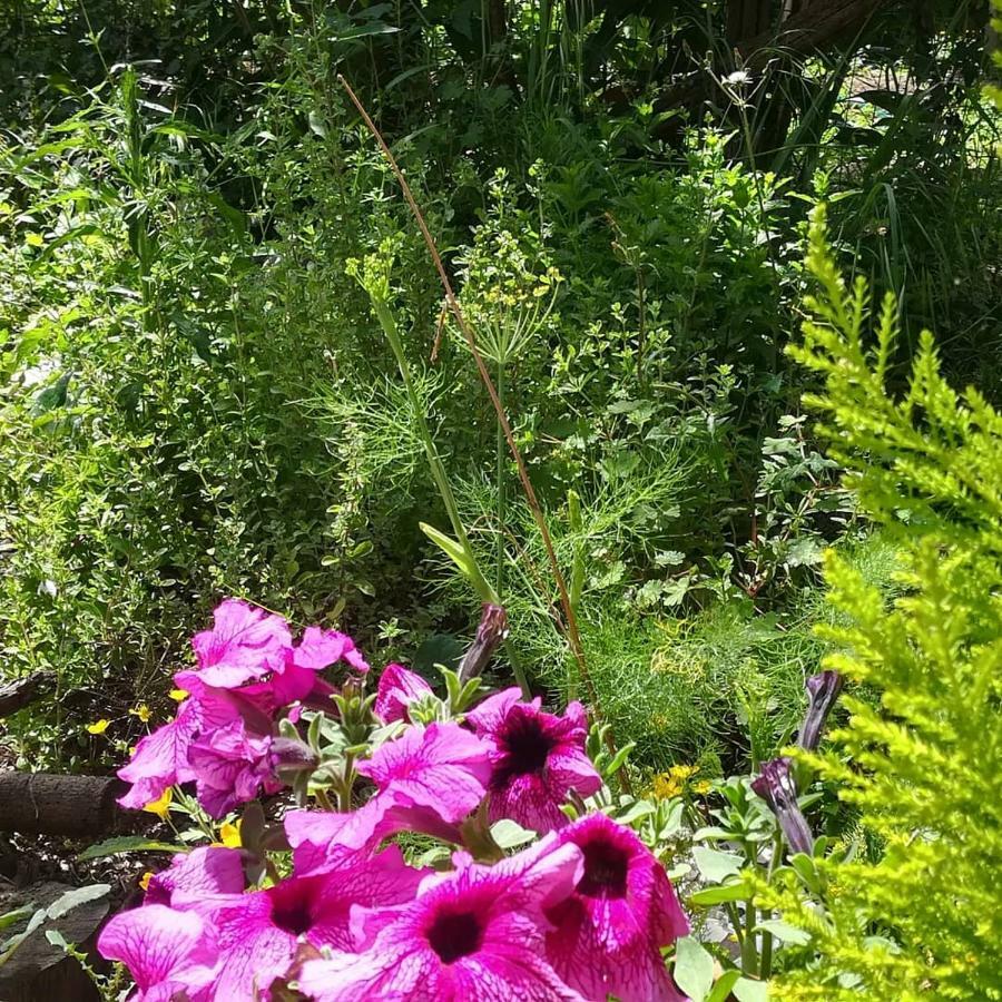 Villino L'Aranceto Sorrentino Bed & Breakfast Мета Екстериор снимка